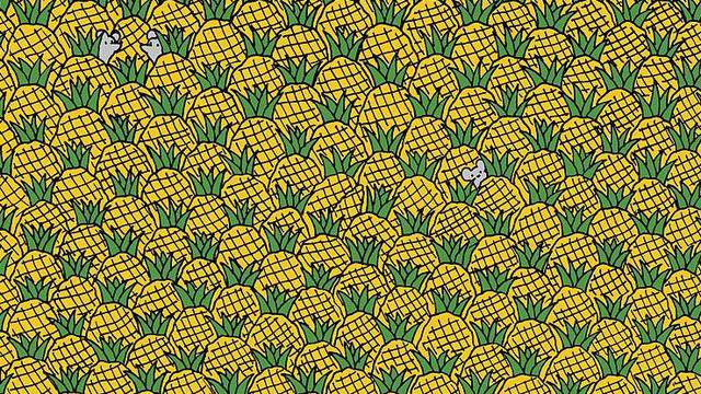 Slika zaludila internet: Ma ček, jesu li to kukuruzi ili ananasi?!