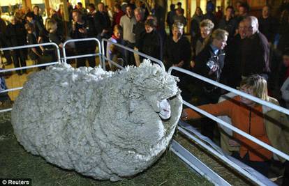 Nije dala vunu: Zarasla ovca bježala  kako bi izbjegla šišanje 