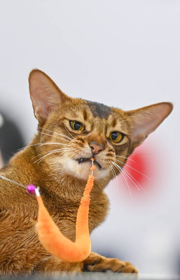 Zagreb: Međunarodna izložba mačaka WCF Cat Olimpia 2025