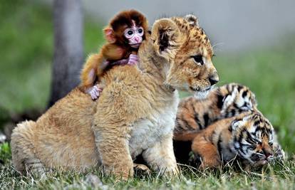Majmun, lavić i dva malena tigrića najbolji su prijatelji