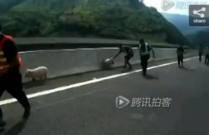 Pazi svinja na cesti: Pobjegle iz kamiona i blokirale promet