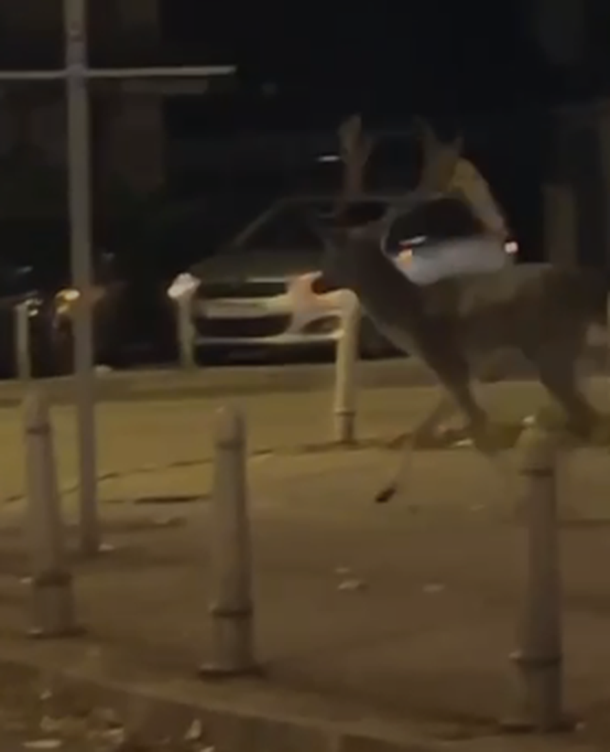 Ne boj se, jelenko, lovac Andrija je uhićen: 'Snimili smo ga na Ilici. Mi iz grada, a on u grad!'