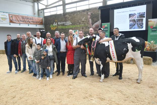 Gudovac: Junica Anabela u vlasništvu Belja proglašena šampionkom sajma holstein pasmine