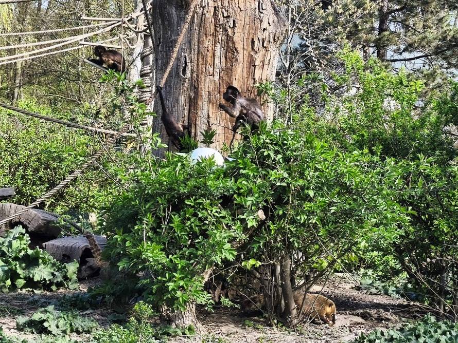 Životinje u zagrebačkom ZOO-u uživale u uskršnjim pisanicama
