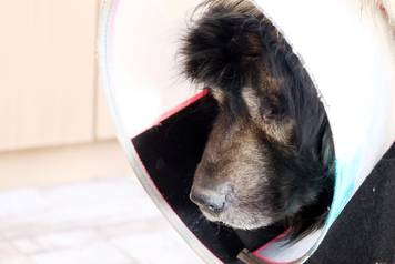 24sata Kistanje: Pas Shadow ranjen u borbi sa vukovima 