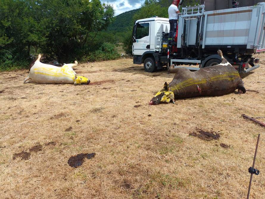 Očajni stočari za 24sata: 'Tuga i jad je u nas pod Svilajom. Meni je 15 krava uginulo, susjedu 4'