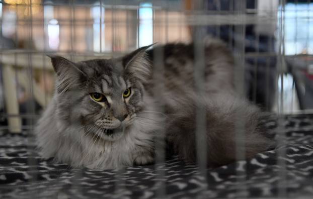 Zagreb: Međunarodna izlozba mačaka privukla brojne posjetitelje u Family Mall