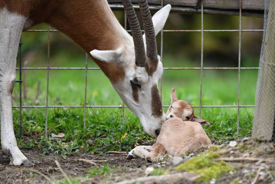 Dan prije Uskrsa u ZOO Zagreb stigla je ženka oriksa: 'Prvo nam je to mladunče nakon 18 godina'