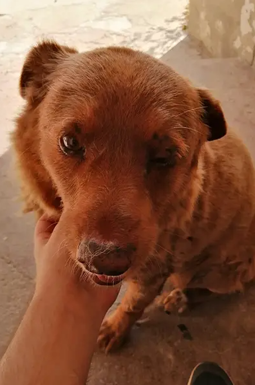 Bobi je najstariji živući pas: Ima 30 godina i još uvijek je zaigran