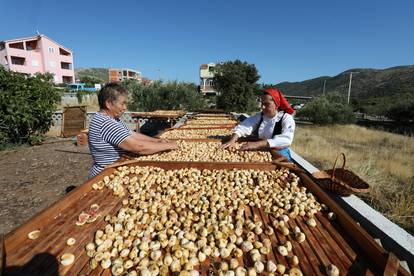 Sušenje smokava na tradicionalan način u Grebaštici