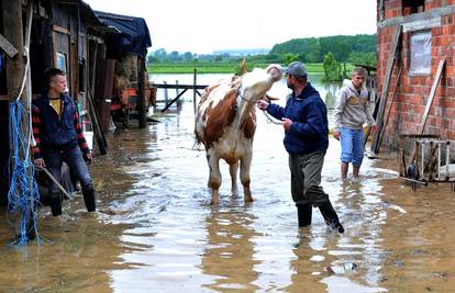U Drenovcima počinje otkup stoke s poplavljenih područja