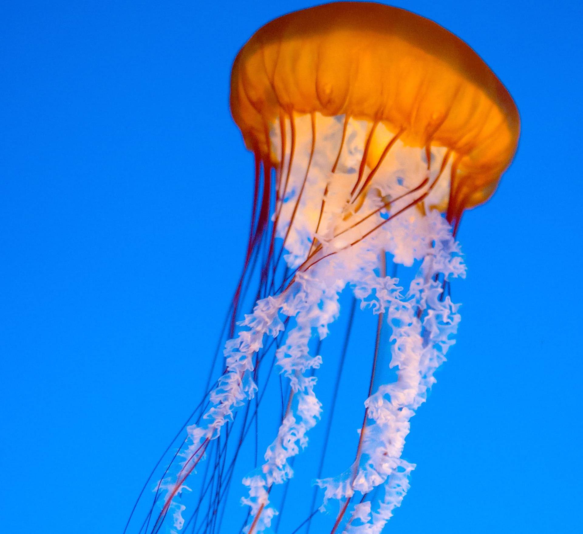 Ovako izgleda ubod meduze i vlasulje: Evo što učiniti odmah