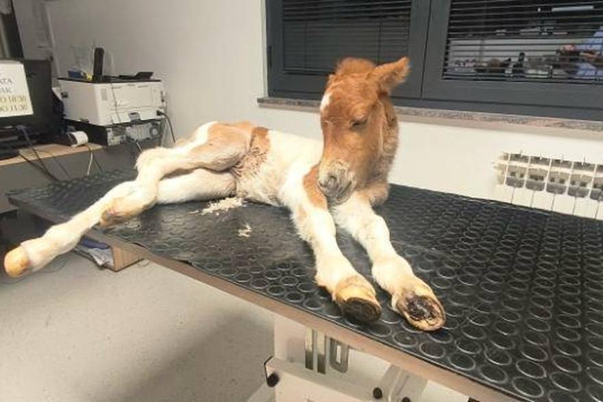 Pony iz Istre treba pomo&cacute;! 'Na&scaron; Mile zaista voli disko, ali sada treba operaciju, bori se za &zcaron;ivot'