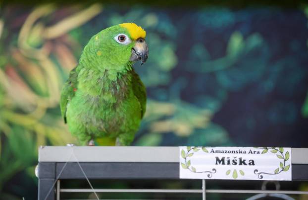 Zagreb: Emilija i Amer Alaydi otvorili su kafić Animal caffe