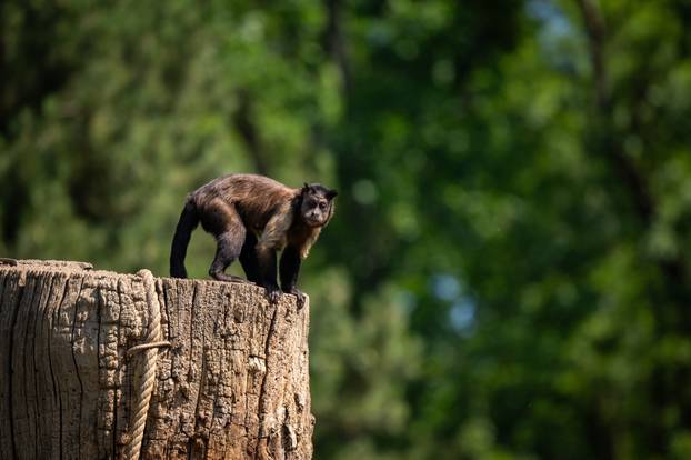 Zagreb: Životinje u Zoološkom vrtu odmaraju tijekom vrućina