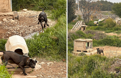 FOTO Potresne slike: 'Zatočeni vukovi u Splitu naučeni su na ljude, u dobrom su stanju...'
