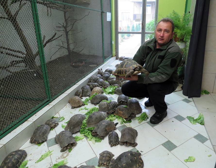 Udomio sam čak 715 kornjača te ih sada hranim salatom...
