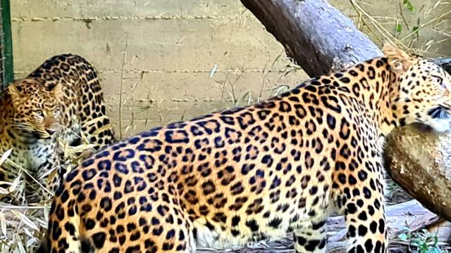 Leopardu Tadziku stigla 'cura' iz Austrije: 'Skroz se zatelebao'