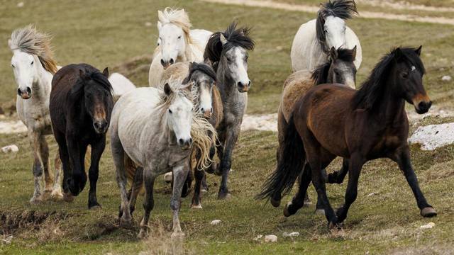 Razigrani divlji konji na livadama nedaleko Livna
