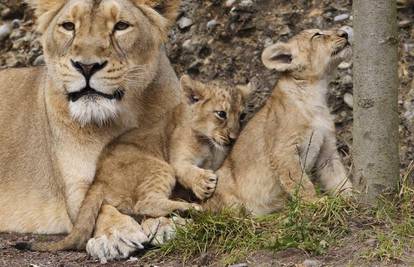 Preslatka obitelj lavova mami posjetitelje u ZOO