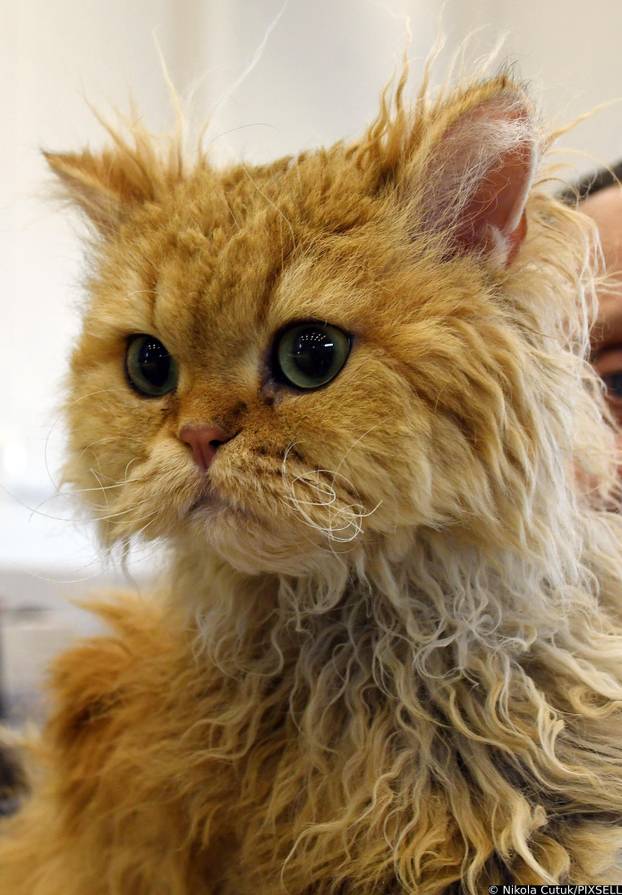 Otvorena revijalna izložba mačaka u Sisku 