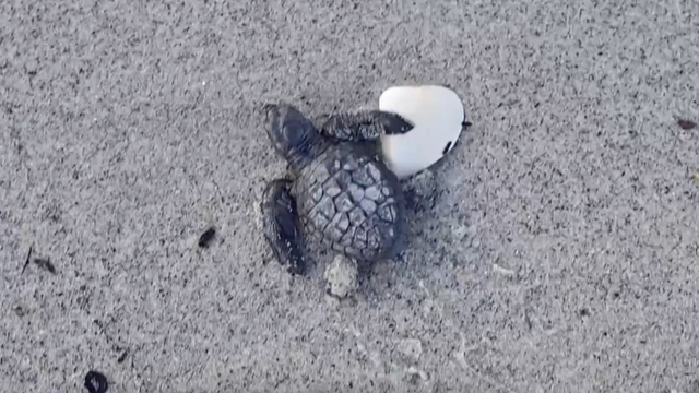 Pustili bebe kornjače u ocean: 'Za otprilike 18 do 20 godina vratit će se na ovu plažu'