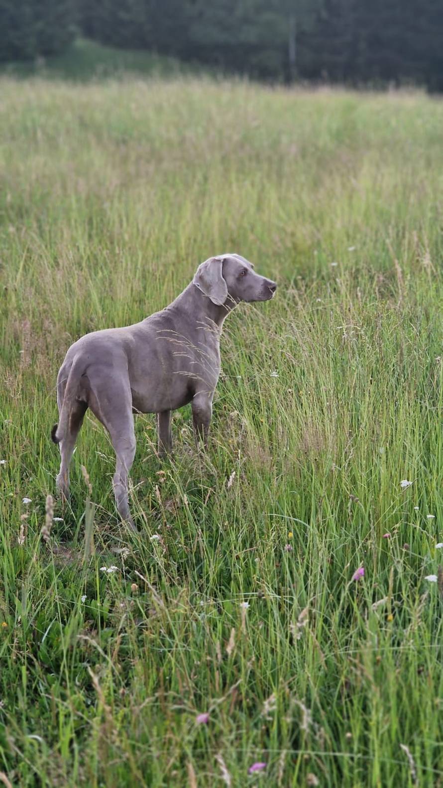 Iva Todorić za 24sata: 'Evo ih, vratile su se Megi i Rora! Same su se pojavile sad na vratima'