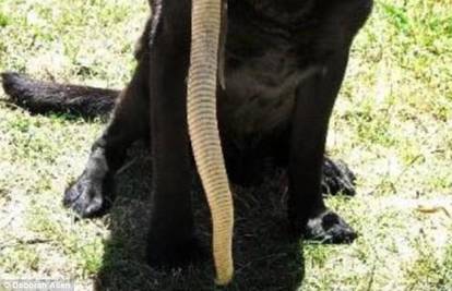 Pas došao kući sa zmijom zamotanom oko njuške 