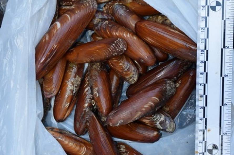 Zagreb: Priveli su muškarca, prevozio 18 kilograma prstaca