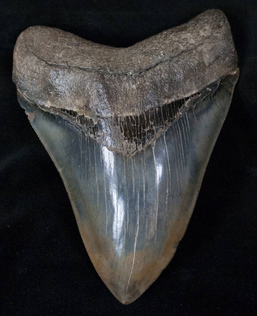 Ralje iz panonskih dubina: Zub megalodona našli i u Slavoniji
