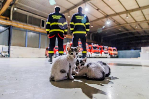 Vrgorac: Vatrogasci spasili 4 mačiča iz šahta gdje su ih pronašli ostavljene
