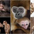 Već 15 godina fotografira divlje životinje: 'Brižne su i pažljive'
