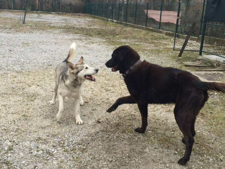 24ljubimci/Fotografije čitatelja