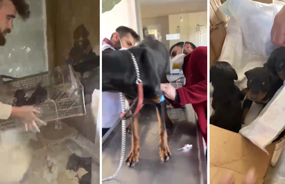 Čudo u Turskoj: Nakon 28 dana spasioci iz ruševina izvukli kujicu Silu i njena tri štenca