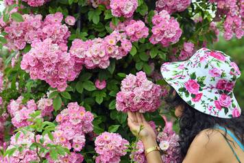 A sea of blossoms at the rose festival