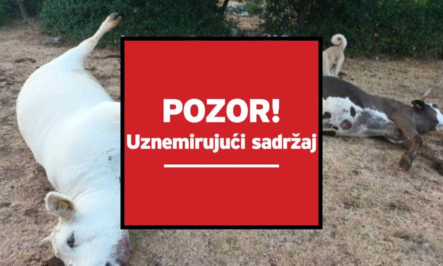 UZNEMIRUJUĆE Misteriozni pomor stoke u Zagori: 'U deset dana ostao sam bez 11 krava!'