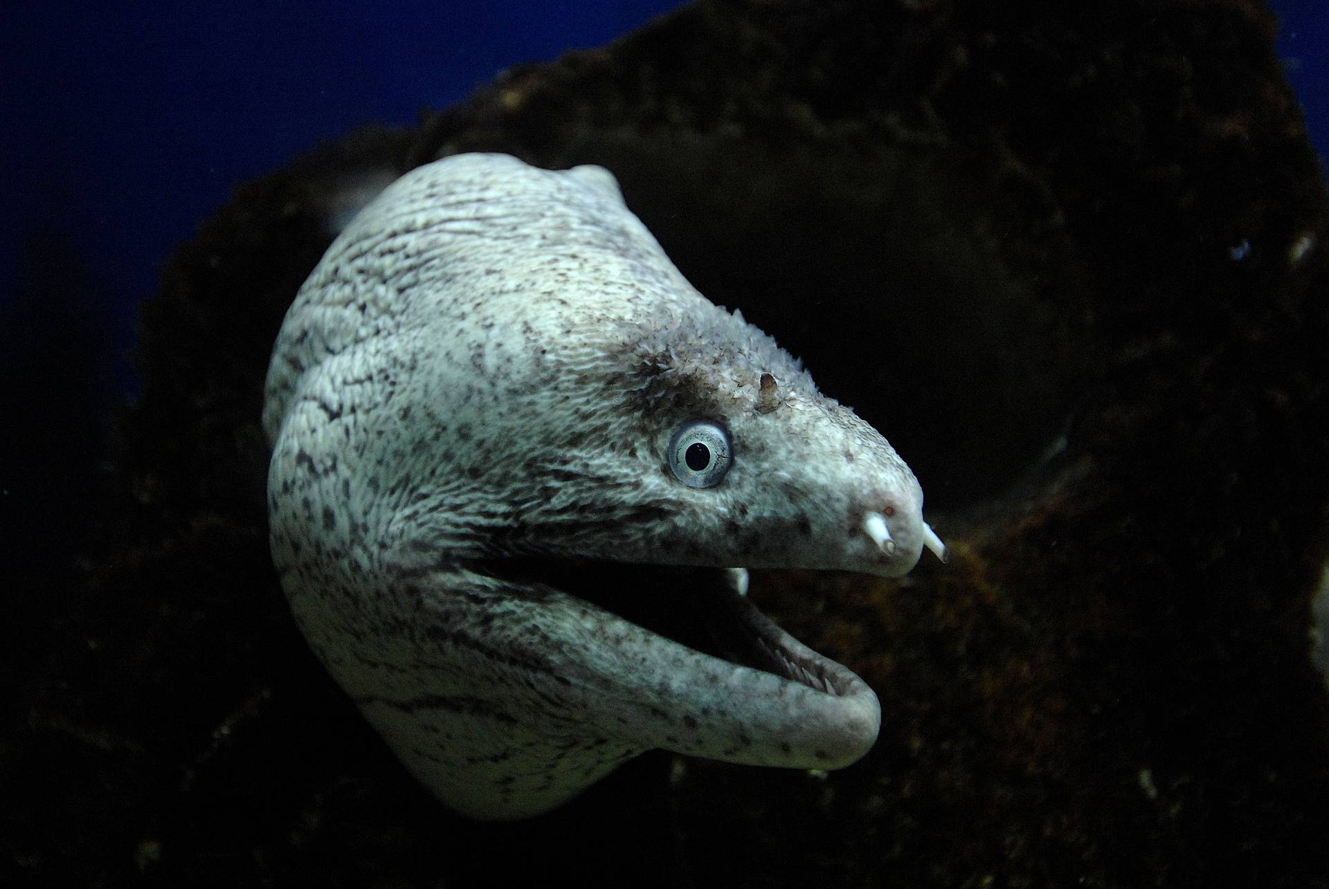 Baška: Akvarij koji pruža jedinstveni doživljaj morskog svijeta 