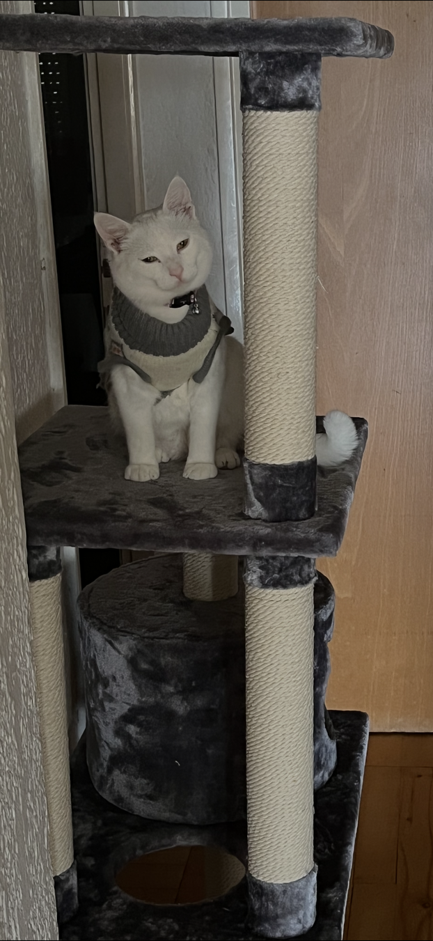 SUPER FOTKE vaših ljubimaca! Neki bi mogli biti viralni hit, ali svi su jednostavno neodoljivi