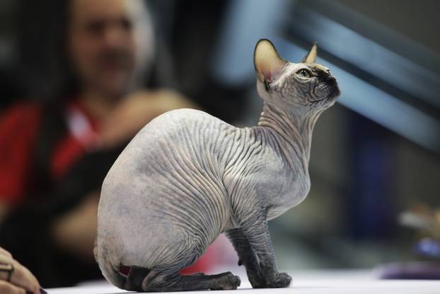 Rijeka: Međunarodna izložba mačaka