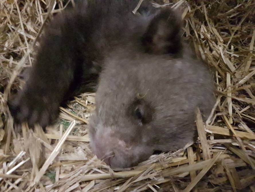 Više se kreće: Medvjedić Matija dobio veći prostor u ZOO-u