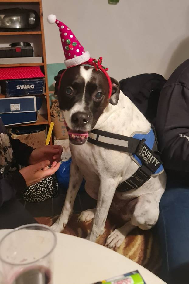 SUPER FOTKE vaših ljubimaca! Neki bi mogli biti viralni hit, ali svi su jednostavno neodoljivi