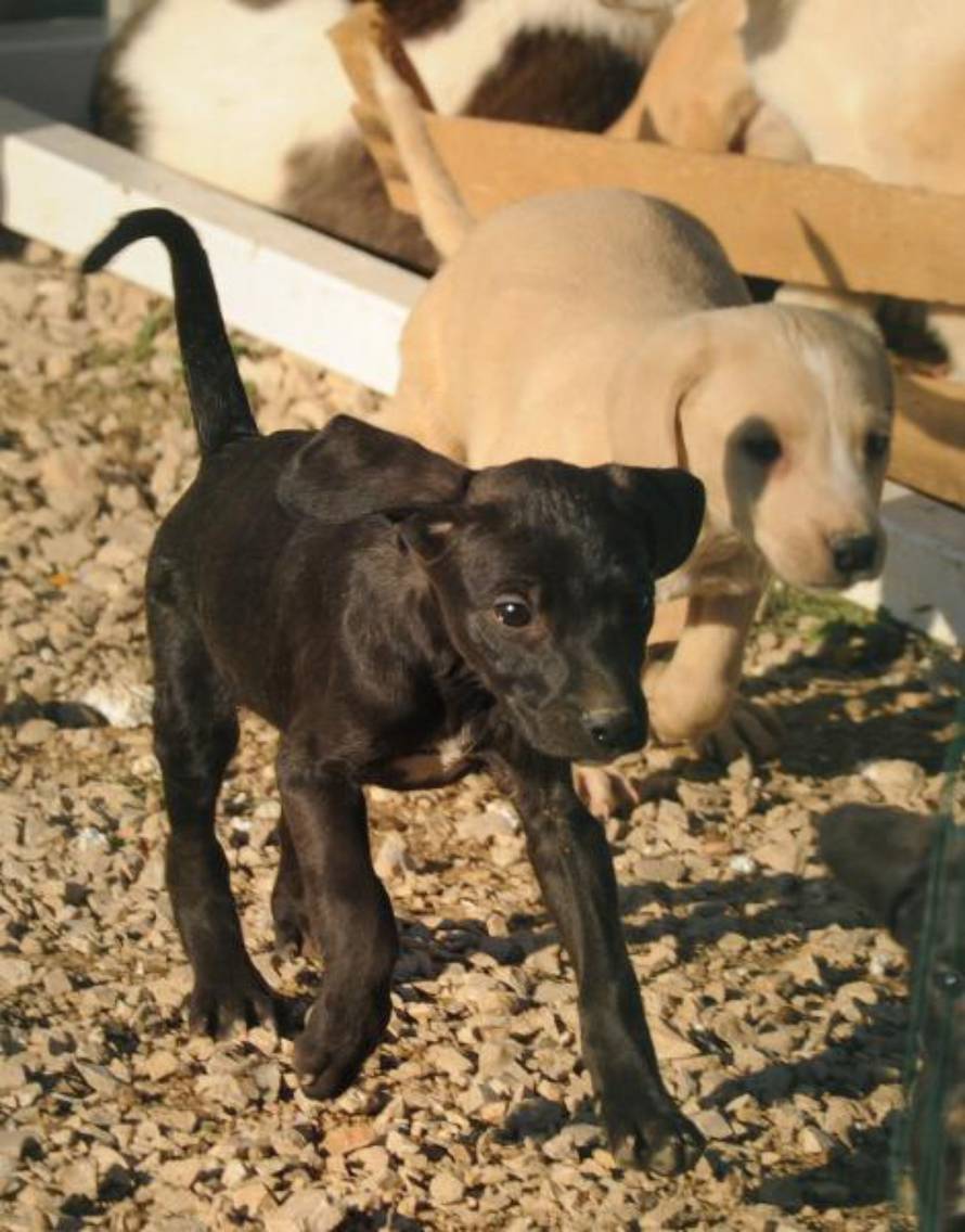 Hrvoje Jelavić/Pixsell