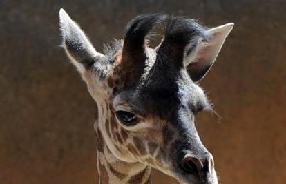 Malena žirafa Shani najmlađa je stanovnica zoo-a u L. A.-u