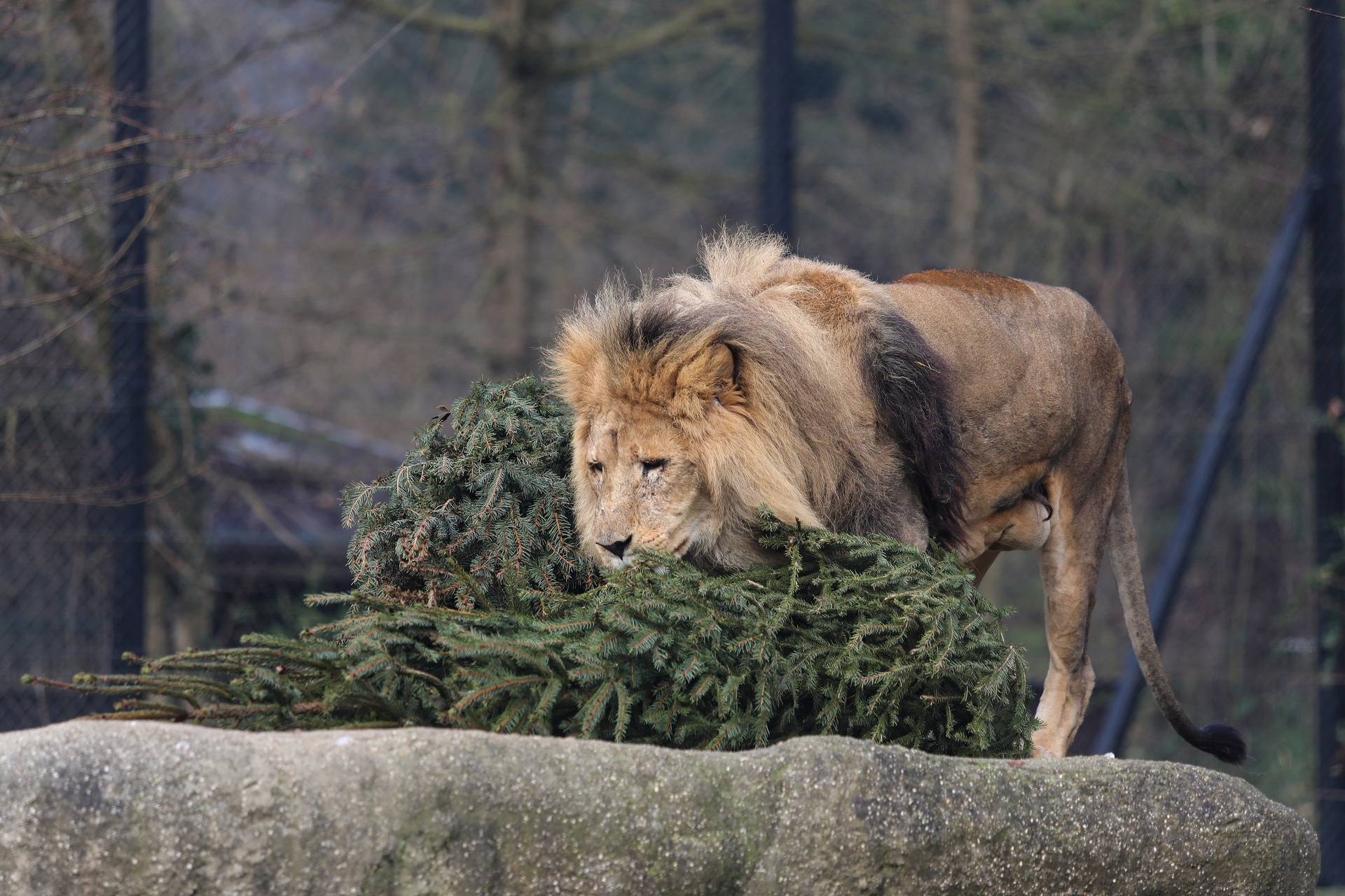 Podjela božićnih drvaca životinjama u zagrebačkom zoološkom vrtu