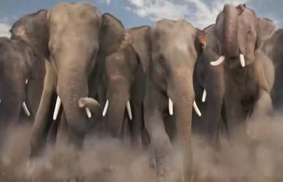 Šaptač slonovima: Na sprovod mu došli slonovi i odali počast