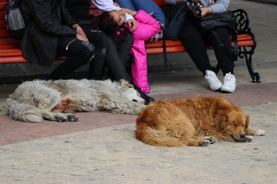 Vjetar nemilice dere, psi šeću i centrom, a napojnicu traže svi