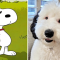 Snoopy, jesi li to ti? Pas Bayley postao prava internet zvijezda