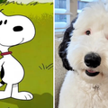 Snoopy, jesi li to ti? Pas Bayley postao prava internet zvijezda