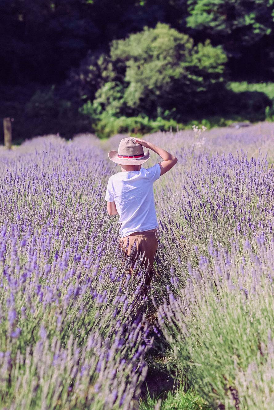 Ne, ovo nije Provansa. Ovo su divna polja lavande kod Kutine!
