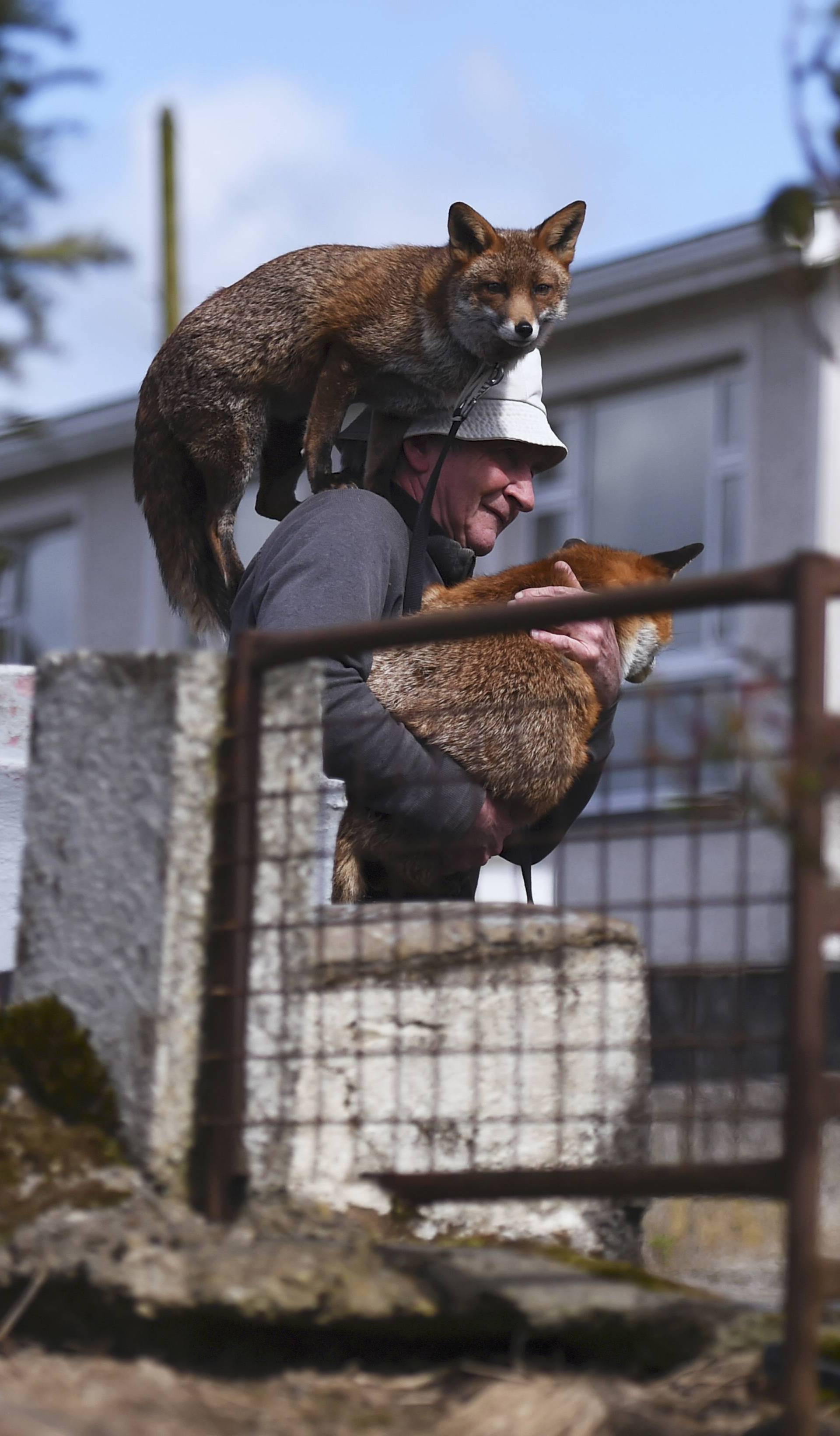 Patsy Gibbons takes his rescue foxes Grainne and Minnie home after a walk in Kilkenny